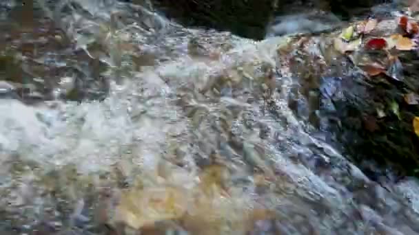 Panorámica Vídeo Cámara Lenta Arroyo Pacífico Entorno Arbolado — Vídeo de stock