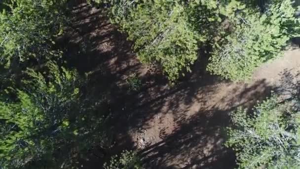 Aerial Tracking Shot Looking Two Hikers Walking Forest Path — Stockvideo