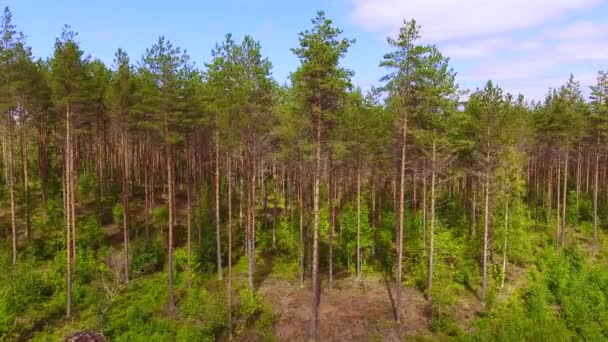 Slowly Panning Drone View Coniferous Forest Line Finland July 2018 — Stok video