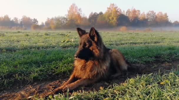 Собака Спит Поле Туманное Утро Восход Солнца — стоковое видео