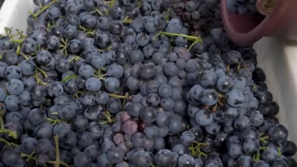 新鮮に収穫されたオセロブドウをプラスチック製の箱に入れる 180Fpsのスローモーション — ストック動画