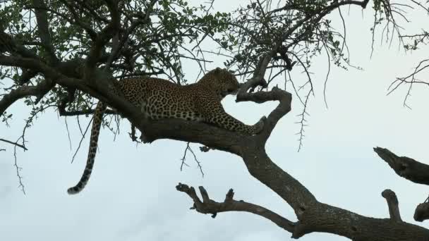 Leopardo Panthera Pardus Guardando Lontananza Ramo Durante Tramonto Maasai Mara — Video Stock
