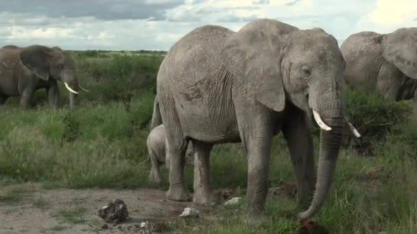 Afrikaanse Olifant Loxodonta Africana Familie Eten Graslanden Amboseli Kenia — Stockvideo