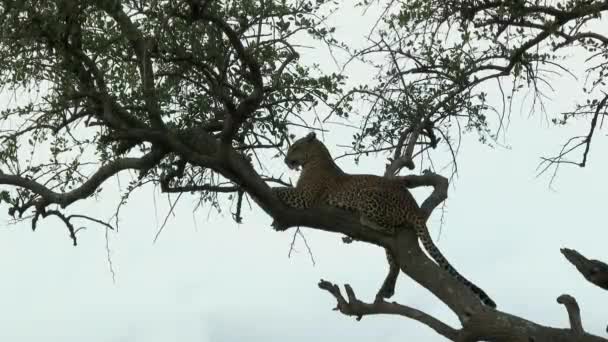 Leopard Panthera Pardus Bei Sonnenuntergang Einem Baum Maasai Mara Kenia — Stockvideo