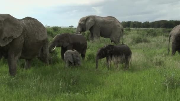 Afrikaanse Olifant Loxodonta Africana Familie Eten Graslanden Amboseli Kenia — Stockvideo