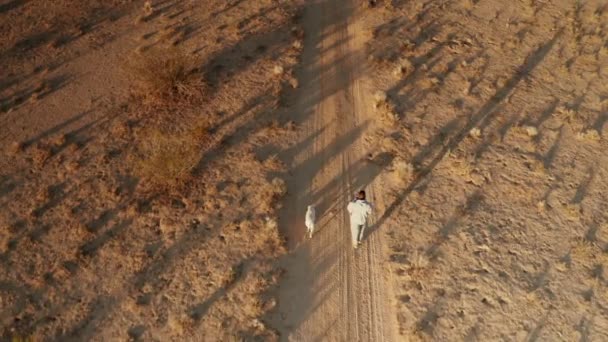 Человек Ходящий Питбулем Поводка Через Пустыню Мохаве — стоковое видео