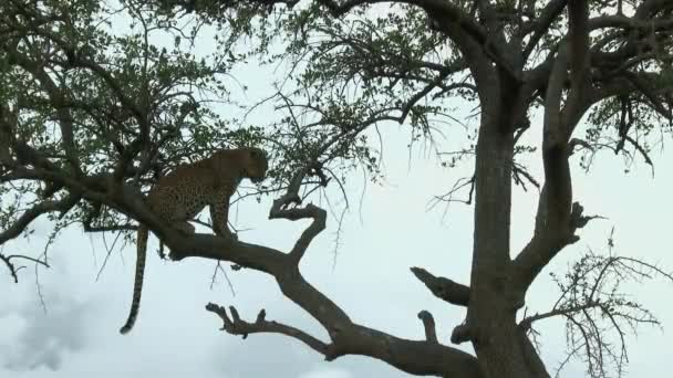 Leopard Panthera Pardus Στροφή Γύρω Από Ένα Υποκατάστημα Κατά Διάρκεια — Αρχείο Βίντεο