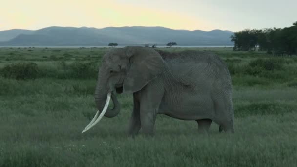 Afrikaanse Olifant Loxodonta Africana Vrouwelijke Stofbaden Amboseli Kenia — Stockvideo