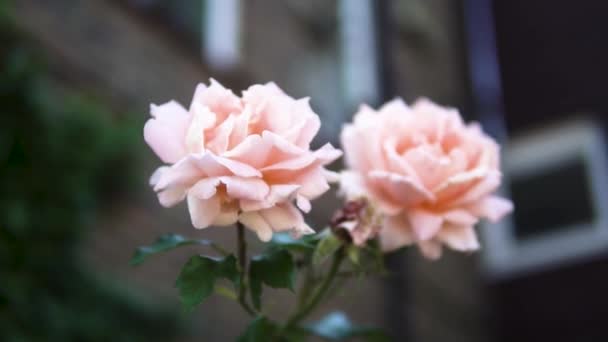 Deux Roses Roses Devant Les Appartements — Video