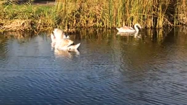 晴れた日には白鳥の家族が湖で泳ぐ — ストック動画