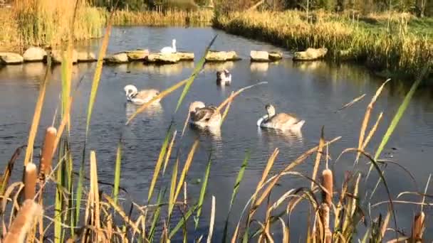 Eine Schwanenfamilie Schwimmt Einem Sonnigen Tag Auf Einem See — Stockvideo