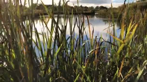 Пруд Заросший Тростником Отражением Неба Воде — стоковое видео