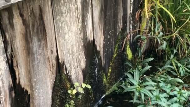 木のダム 生い茂った池 — ストック動画