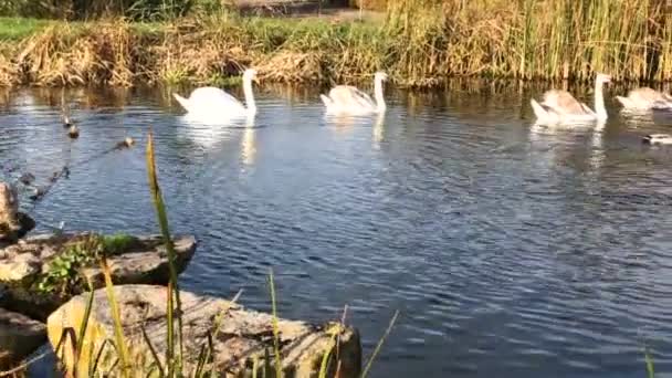 Uma Família Cisne Nada Lago Dia Ensolarado — Vídeo de Stock