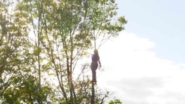 Tree Surgeon Working Tree Tops — Stock videók