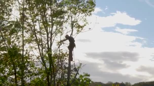 Tree Surgeon Working Tree Tops — Vídeos de Stock