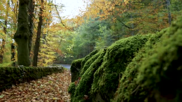 Impresionante Foto Una Carretera Otoño — Vídeo de stock