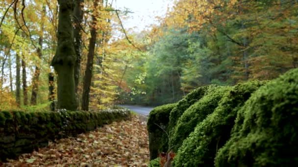 Atemberaubende Aufnahme Einer Straße Herbst — Stockvideo