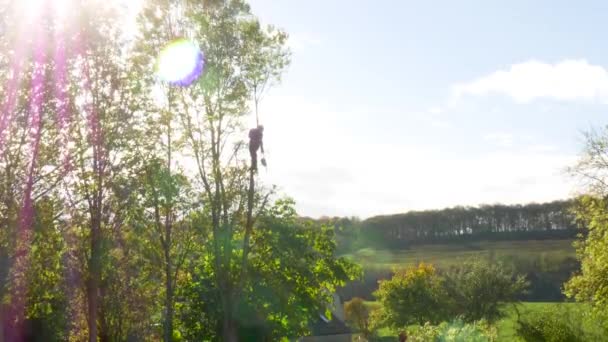 Tree Surgeon Working Tree Tops — Vídeo de stock