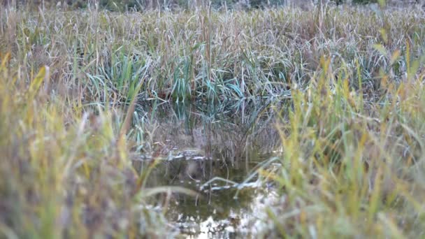 Een Dorpsvijver Omringd Door Riet Biezen — Stockvideo