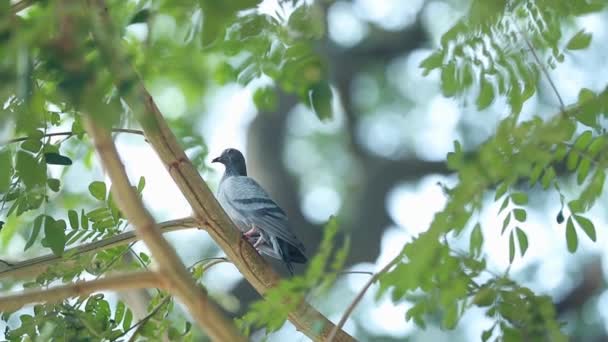 Eine Taube Die Sich Auf Dem Grünen Baum Umsieht Und — Stockvideo