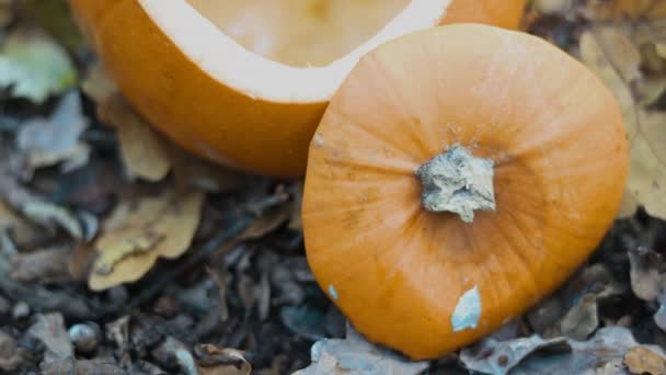 Het Deksel Van Een Pompoen Rustend Een Pompoen Het Bos — Stockvideo