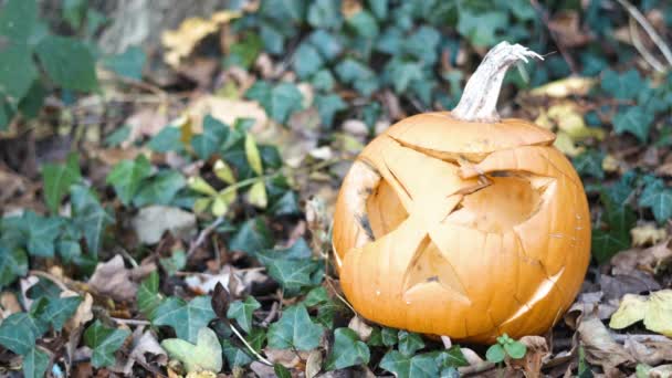 Una Calabaza Descomposición Bosque Dejada Como Alimento Para Los Animales — Vídeos de Stock