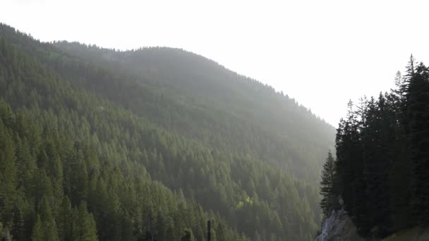 Utah Abd Bir Dağ Yamacında Evergreen Çam Ağacı Ormanı — Stok video