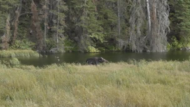 Young Female Moose Grazing Weeds Small River Beautiful Autumn Fall — 비디오