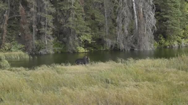Young Female Moose Grazing Weeds Small River Beautiful Autumn Fall — Video