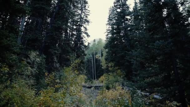 Beautiful View Autumn Forest Big Cottonwood Canyon Located Utah Usa — 비디오