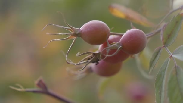 Macro Close Wild Rose Hip Berries Utah Mountains — Stockvideo