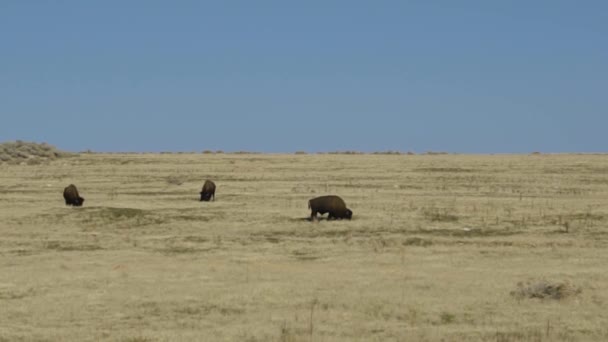 Field Buffalo Grazing Fall Antelope Island Sate Park Utah Usa — Video Stock