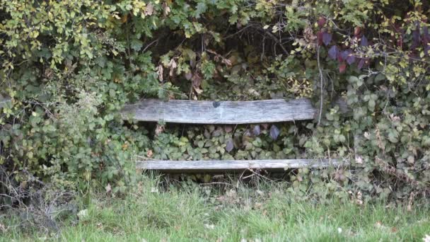 Decaying Wooden Bench Reclaimed Trees Surrounding — Vídeos de Stock