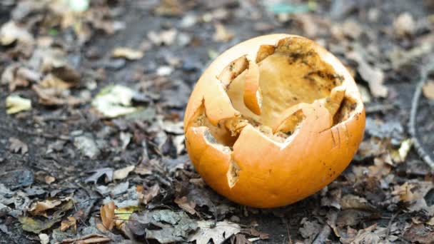 Pumpkin Decaying Woods — Stock videók