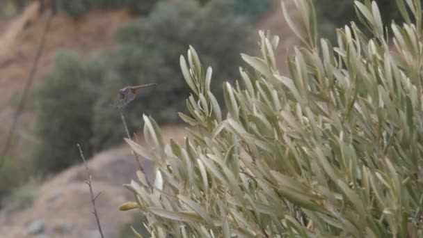 Dragonfly Sitting Branch Flies Away — Stockvideo