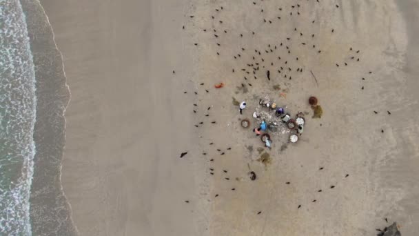 Aerial Top Birdseye Drone Shot Fishermen Cleansing Gutting Fish Beach — ストック動画