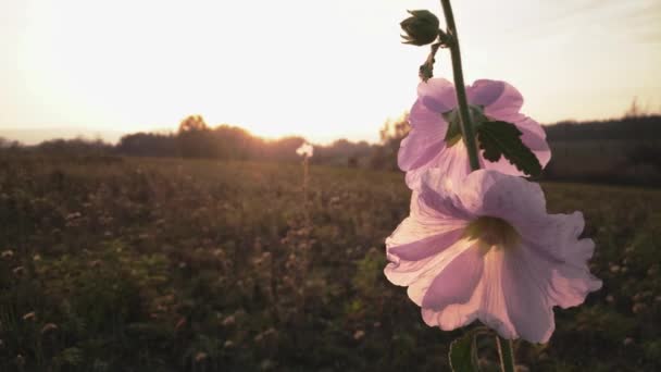 Same Flower Sunset Pretty Nice Footage Love Way — Vídeo de Stock