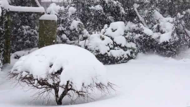 汉堡一个花园的大雪对湖泊的影响 — 图库视频影像