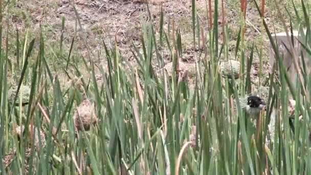 Mujer Tejedora Pájaro Inspeccionando Nido — Vídeos de Stock