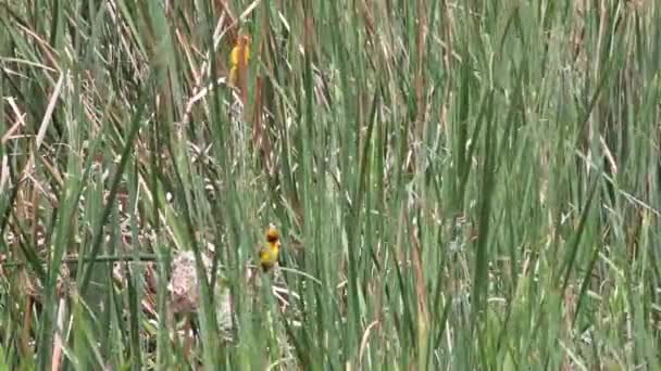 Pájaros Tejedores Amarillos Cañas Por Sus Nidos — Vídeos de Stock