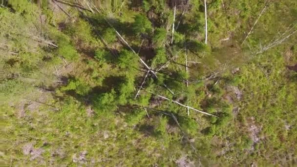 Drone Video Una Pila Árboles Caídos Por Tormenta Medio Zona — Vídeo de stock