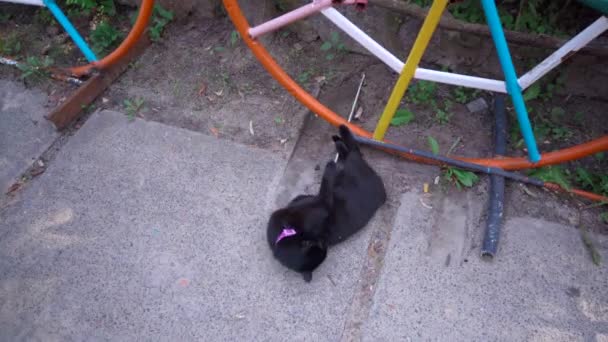 Svart Katt Med Rosa Krage Slickar Ryggen Trottoaren — Stockvideo