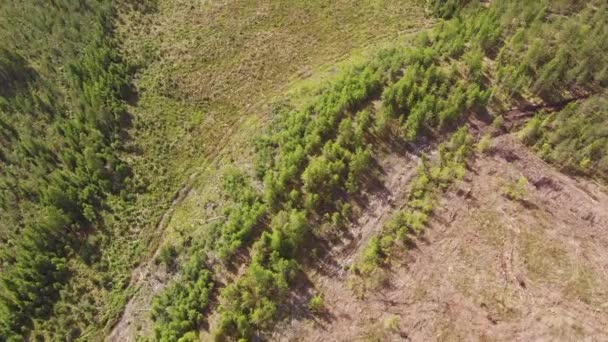 Finlandiya Nın Kozalaklı Ormanlarındaki Açık Ağaç Kesim Alanının Hava Görüntüleri — Stok video