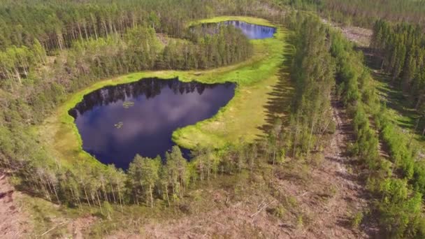 针叶林采伐区中部两个森林池塘和一些收获机跑道的无人机射击 — 图库视频影像