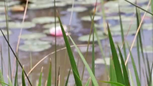 Out Focus Water Lily Dam Long Grass Which Focus — Vídeos de Stock