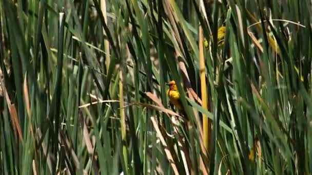 Dos Pájaros Tejedores Amarillos Escondidos Entre Juncos Uno Vuela Lejos — Vídeos de Stock