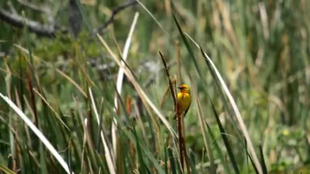 Oiseau Tisserand Jaune Sur Roseau — Video