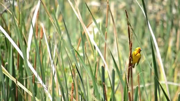 Yellow Weaver Bird Poseert Een Riet Als Het Zachtjes Waait — Stockvideo