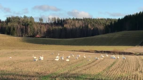 철새인 백조나 백조라고 들에서 식사를 있습니다 핀란드 남쪽으로 이동하기 기다리고 — 비디오